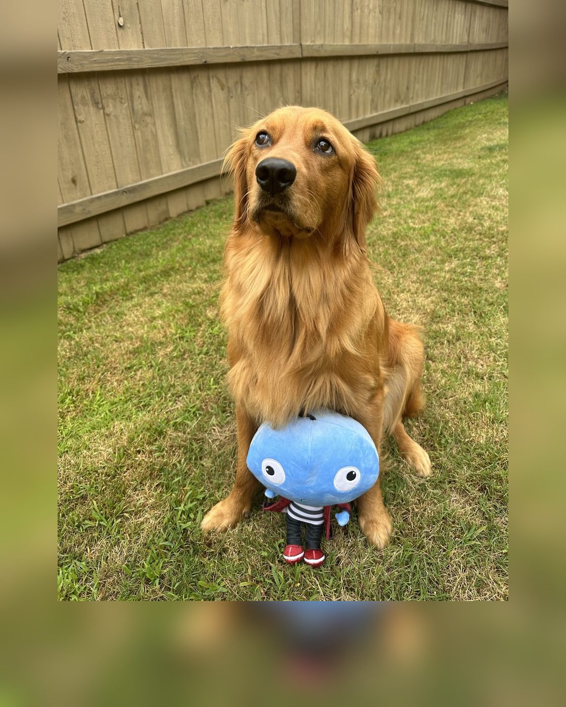 A golden retriever sitting with a Big Head Bob plush